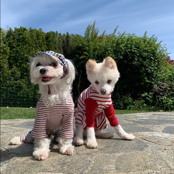 Dog hat - Picture 5 of 8